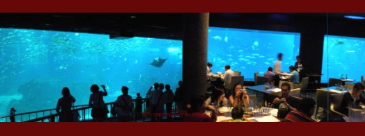 Left: The largest tank/window in the world. It was amazing to just sit there and watch. Right: At the celebrity restaurant, The Ocean Restaurant by Cat Cora.
